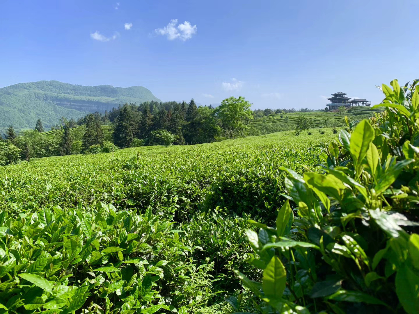 高山茶 全网资源