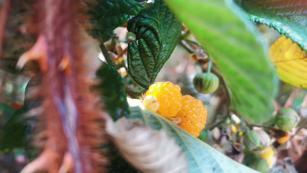 黄泡果：山间路上的诱人色彩 孩童时光的味蕾记忆_百科TA说