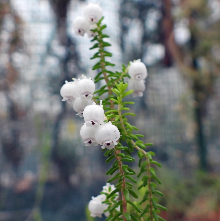  p>铃兰欧石南(学名: i>erica /i>  i>formosa /i> thunb.