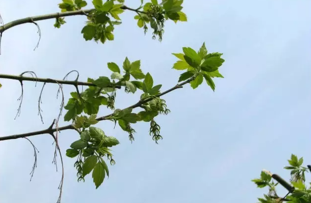 梣叶槭：为何这棵树插满金步摇？_百科TA说