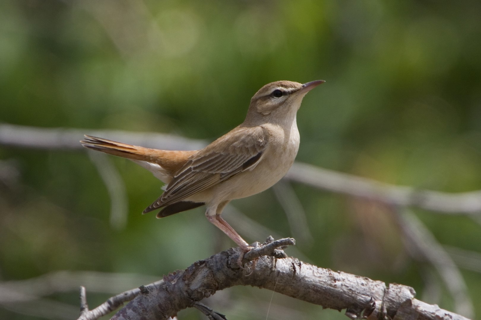 rufous-tailed scrub-robin
