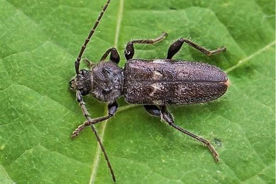  p>石纹拟鹿天牛是沟胫天牛亚科的一个物种,分布在中国的云南. /p>