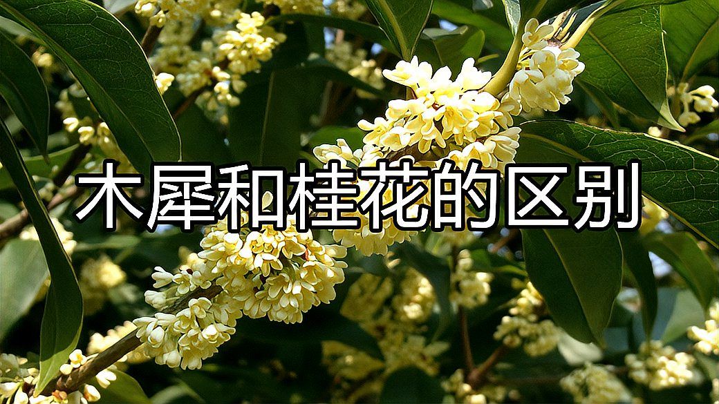 木犀和桂花的区别_科星球_百度百科