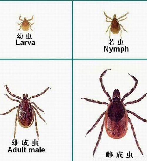  p data-id="gnwsjvgkct"> a target="_blank" href="/item/羌虫病