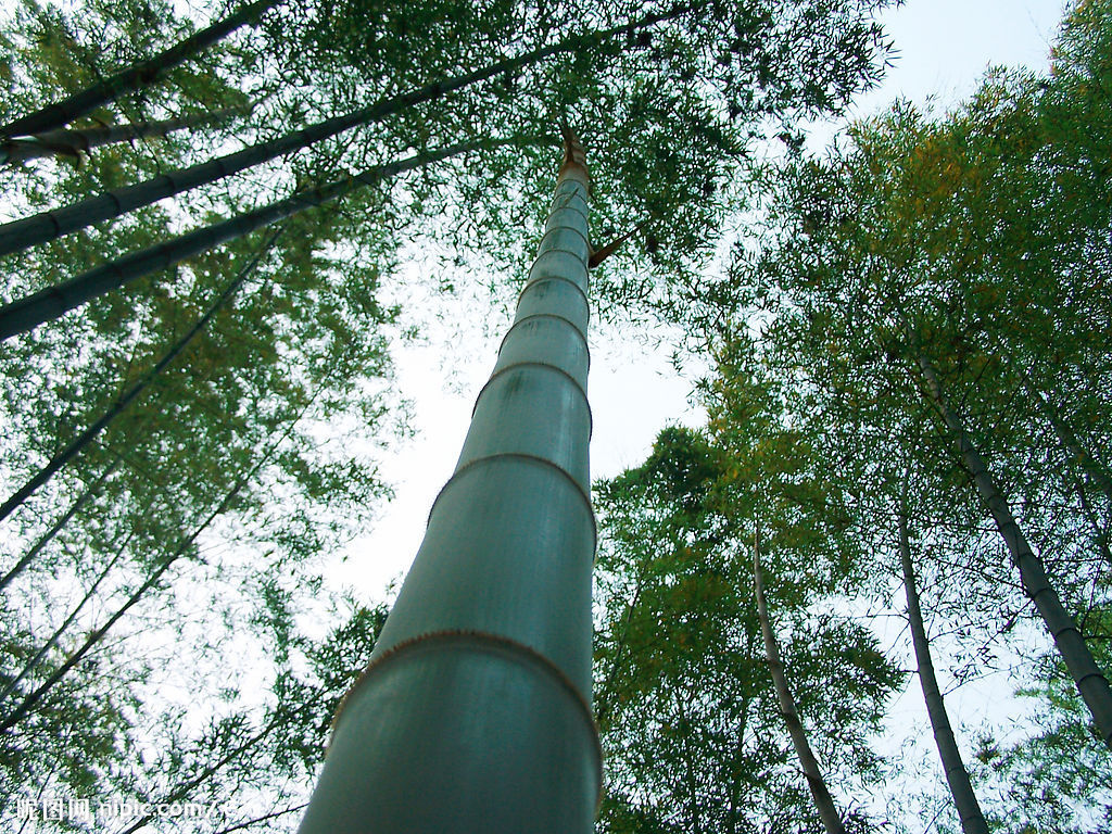  p data-id="gntao9hf5a">毛竹(学名: i>phyllostachys edulis /i>