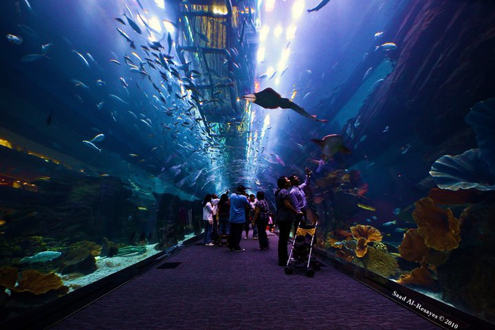 迪拜水族馆