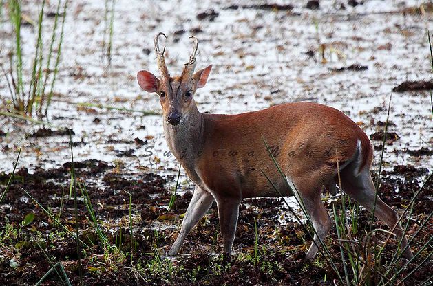 bornean red muntjac