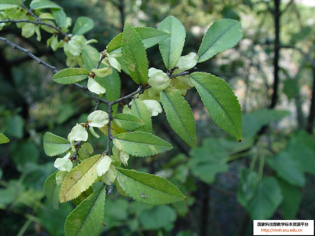 ulmus parvifolia jacq.