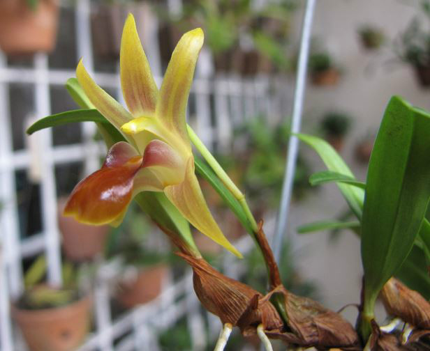  p>台湾厚唇兰(学名: i>epigeneium nakaharaei /i>  (schltr.