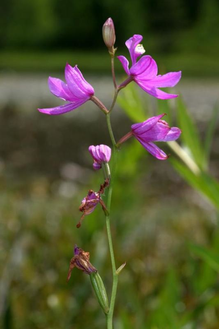  p>美须兰属于 a target="_blank" href="/item/被子植物门/229000"