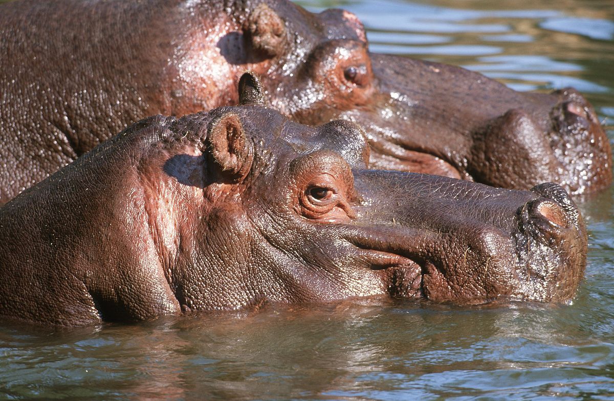  p>河马南非亚种是河马的亚种之一.体型巨大,首领级别的公河马长3.