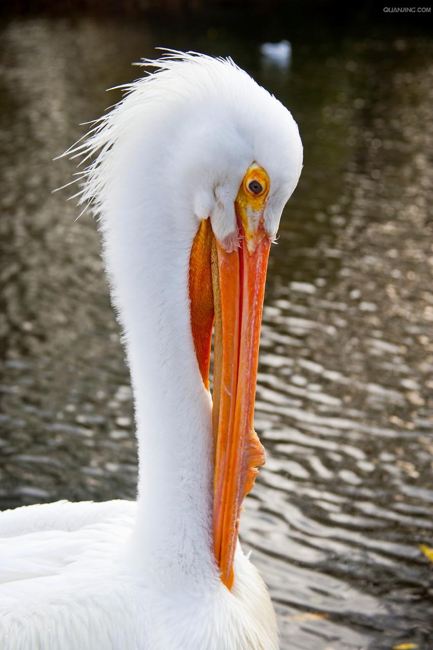  p>白鹈鹕(学名: i>pelecanus onocrotalus /i>),俗名又称 a target="