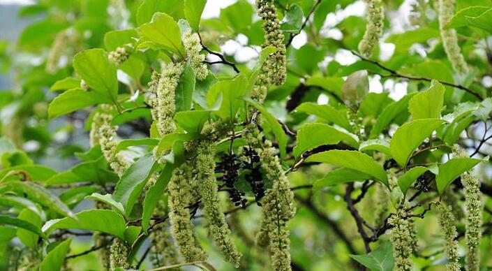  p>滇鼠刺  a href="#" data-lemmaid="6492068">昆明植物研究所 /a>