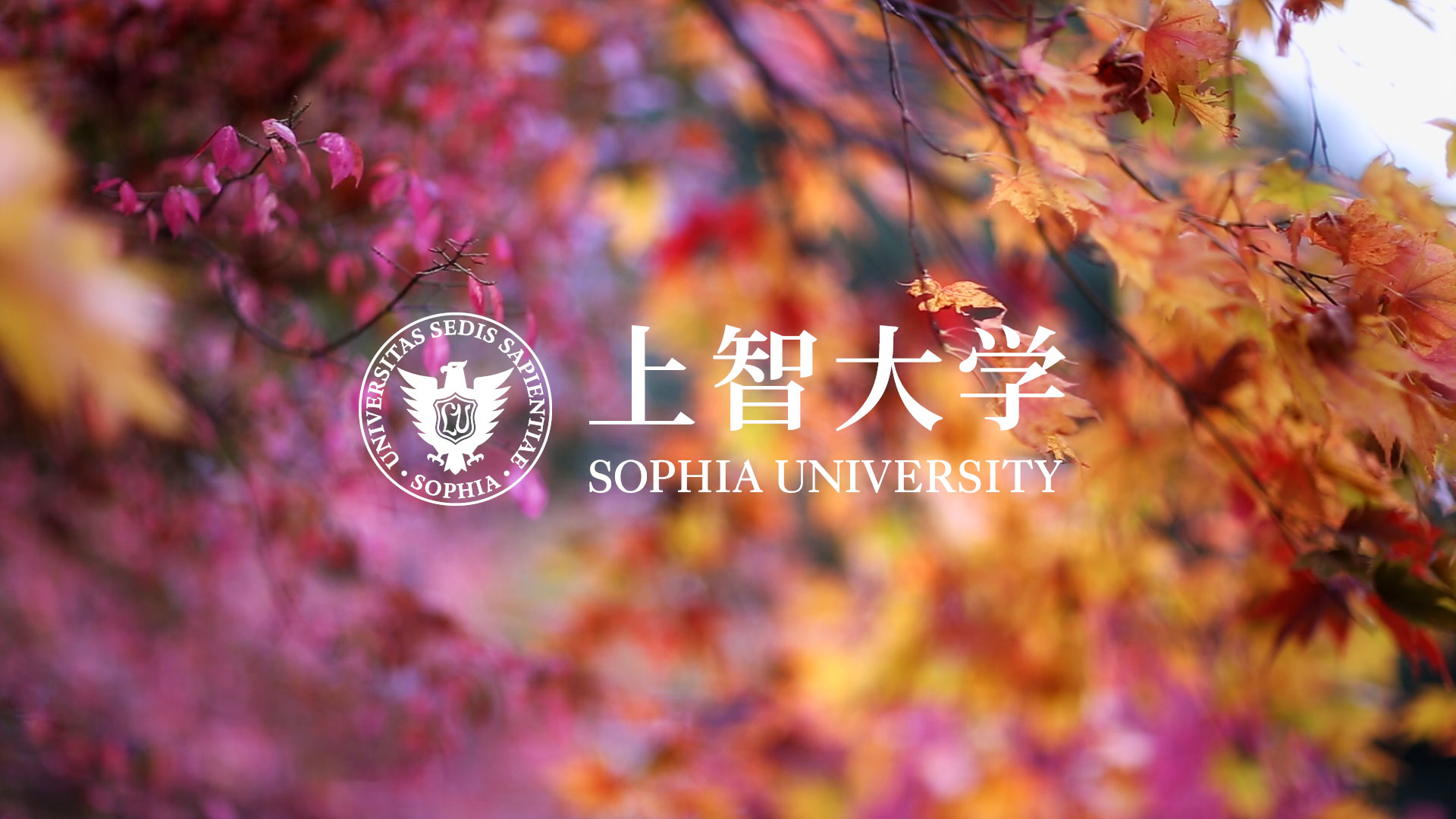sophia university