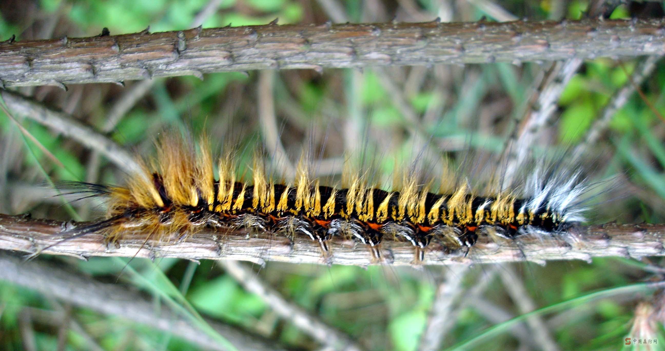  p>思茅松毛虫, i>dendrolimus kikuchii /i> matsumura,又名褚色松