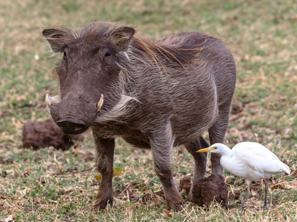  p>疣猪属(学名: i>phacochoerus /i>):体重在50-150千克.