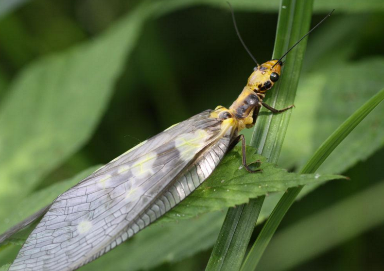  p>通称为 a href="#" data-lemmaid="273173">齿蛉 /a>或 a href="#"