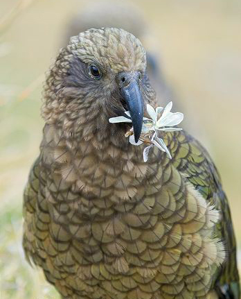  p>啄羊鹦鹉(学名: i>nestor notabilis /i>)是新西兰南岛上的一种