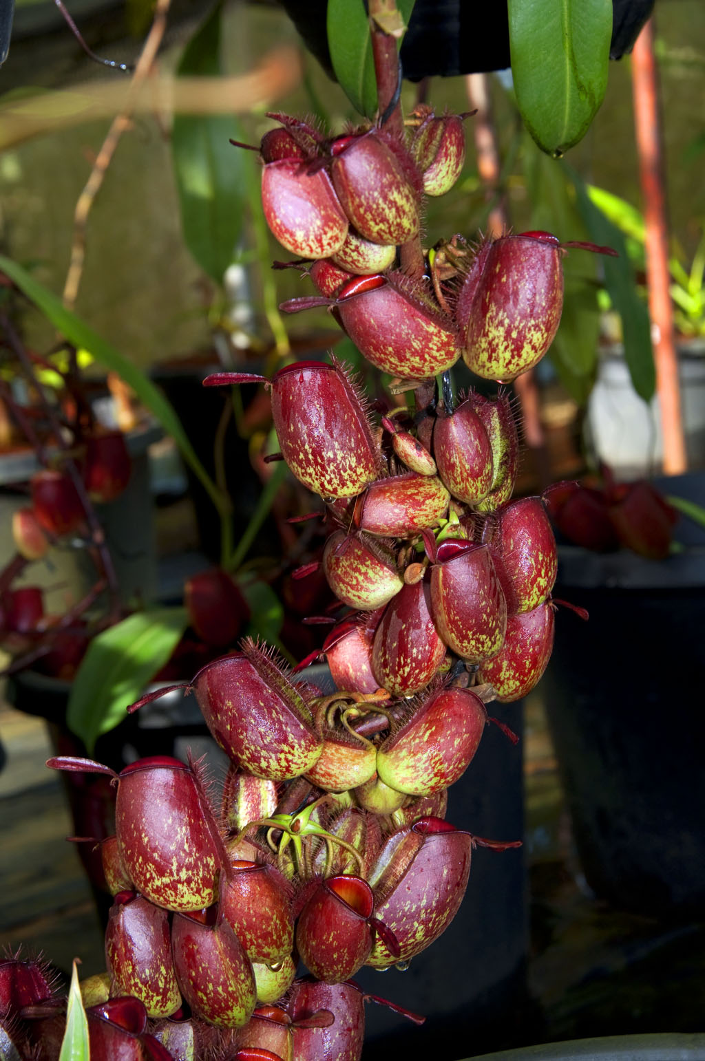 nepenthes hamiguitanensis