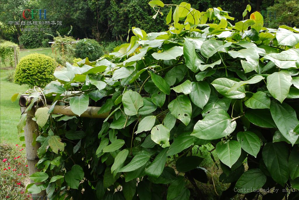  p>藤本,根和茎的木质部均鲜黄色.