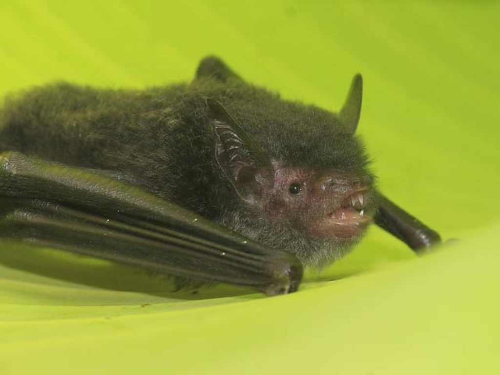 brown bat