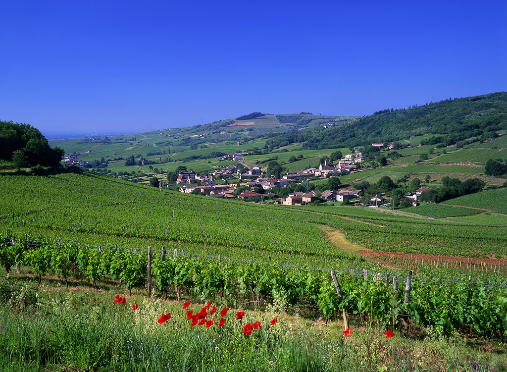 勃艮第葡萄园风土