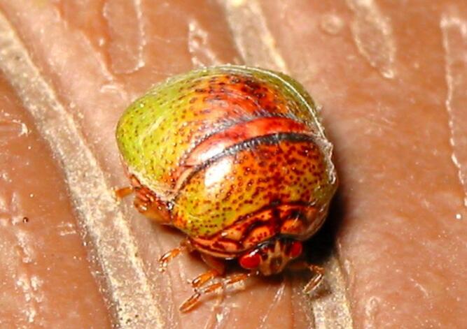  p data-id="go0hjgmvf0">龟蝽科( a target="_blank" href="/item/圆