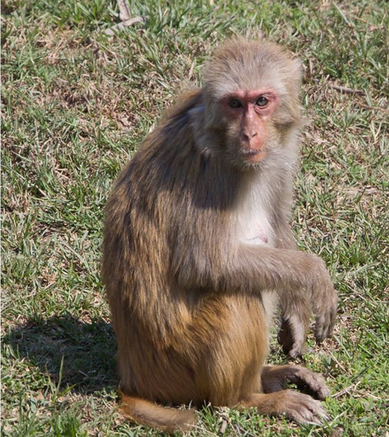 是典型的猕猴属动物,具 a target="_blank" href="/item/颊囊">颊囊 