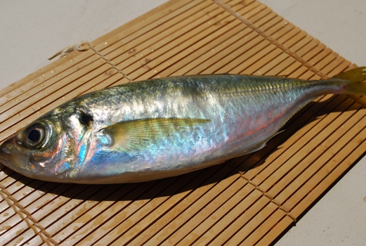 id="tifmeee8uldt">竹荚鱼是鲈形目鲹科竹荚鱼属鱼类,别名真鲹,巴怂