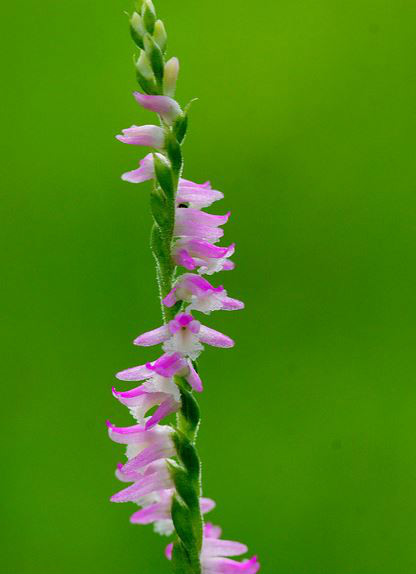  p>绶草(学名: i>spiranthes sinensis /i>  (pers.