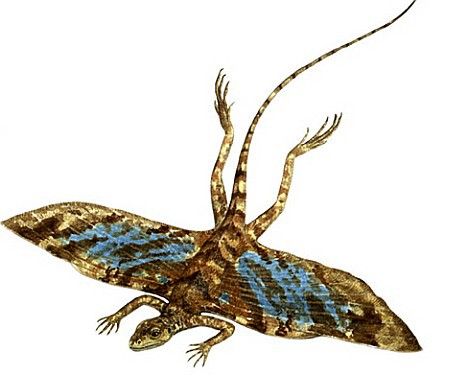  p>孔耐蜥(学名kuehneosaurus)又名滑翔蜥,孔耐龙,库恩奥龙,是晚 a