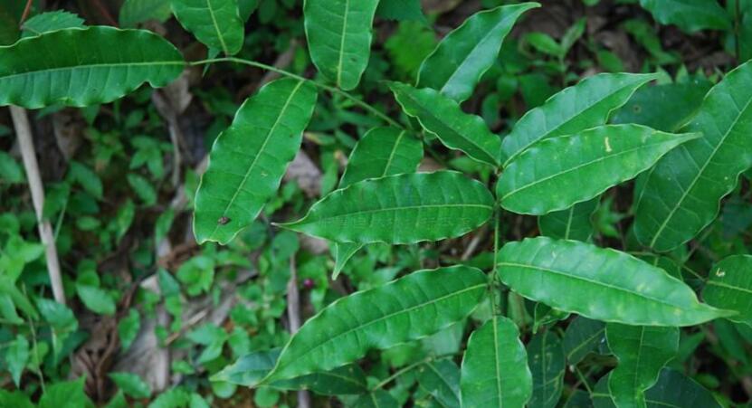  p>大叶臭花椒 驱风通,雷公木,刺椿木〔广西) zanthoxylum myriacan