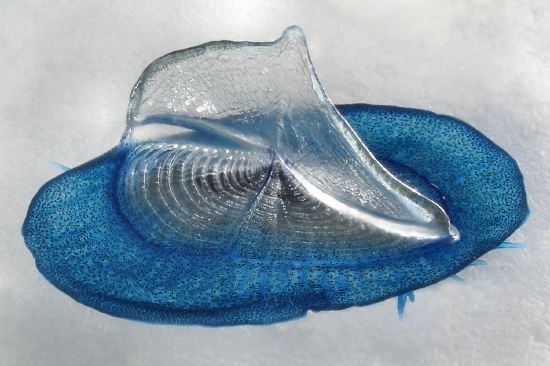  p>帆水母(学名: i>velella velella /i>)是 a href="#">水螅纲 /a>