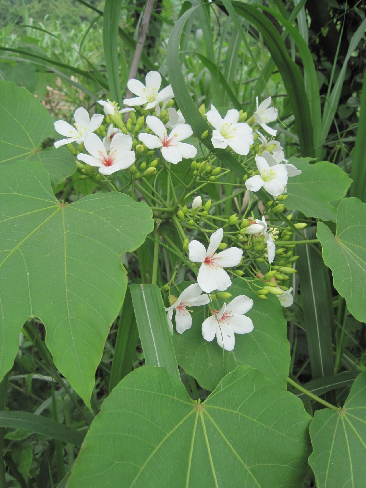  p>木油桐(学名: i>vcmicia montana /i> lour.