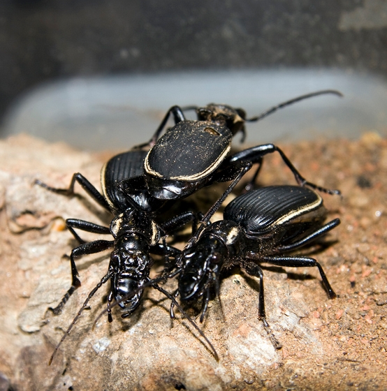 two-spotted ground beetle