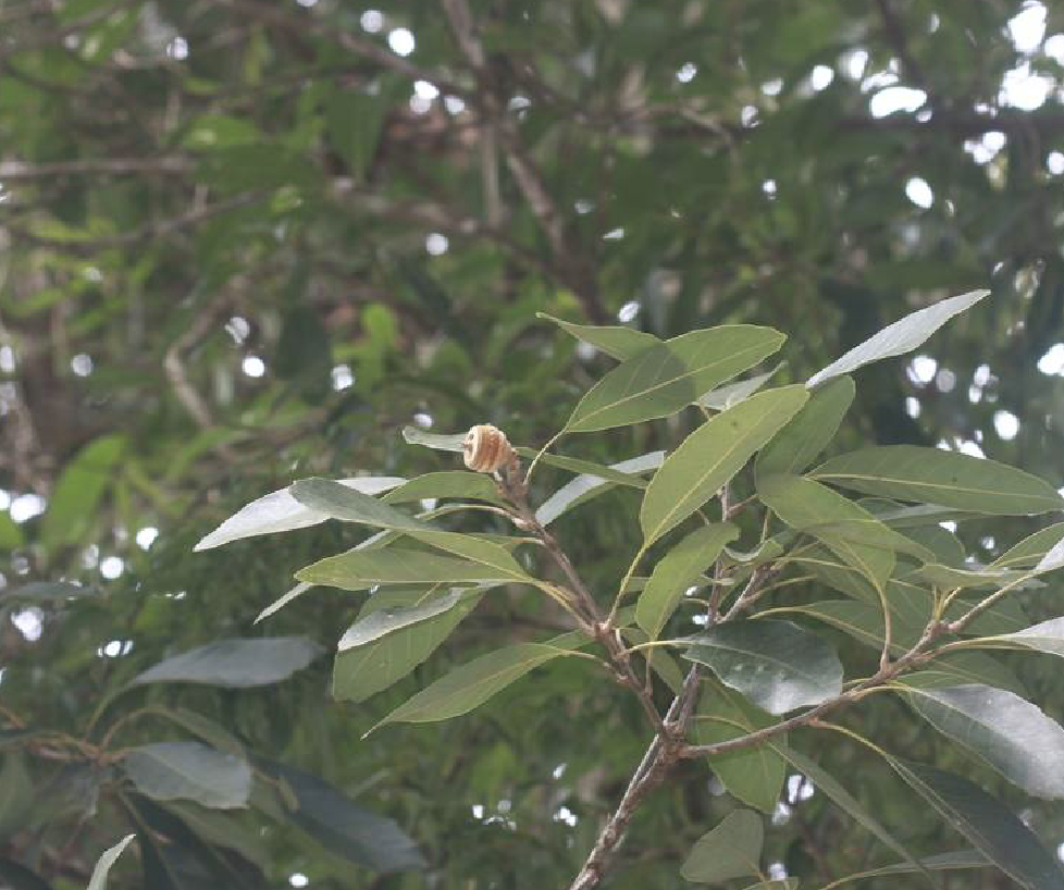  p>饭甑青冈(学名: i>quercus /i>  i>macrocalyx /i> hickel &amp