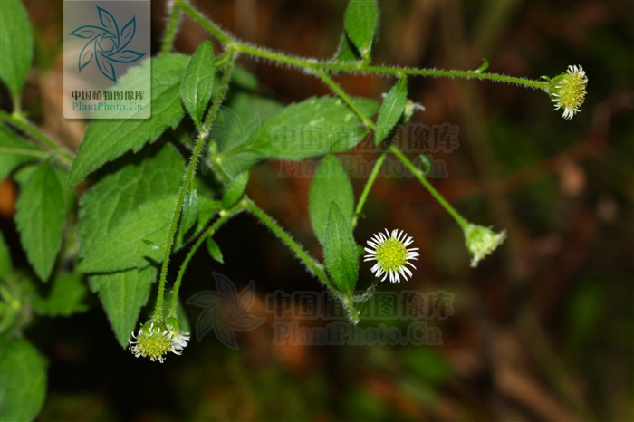  p>粘冠草( a href="#" data-lemmaid="8074290">学名 /a>: i>myriact