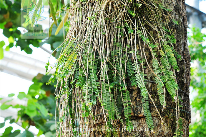  p> b>牛齿兰 /b>(学名: i> b>appendicula cornuta /b> /i>)为兰科牛