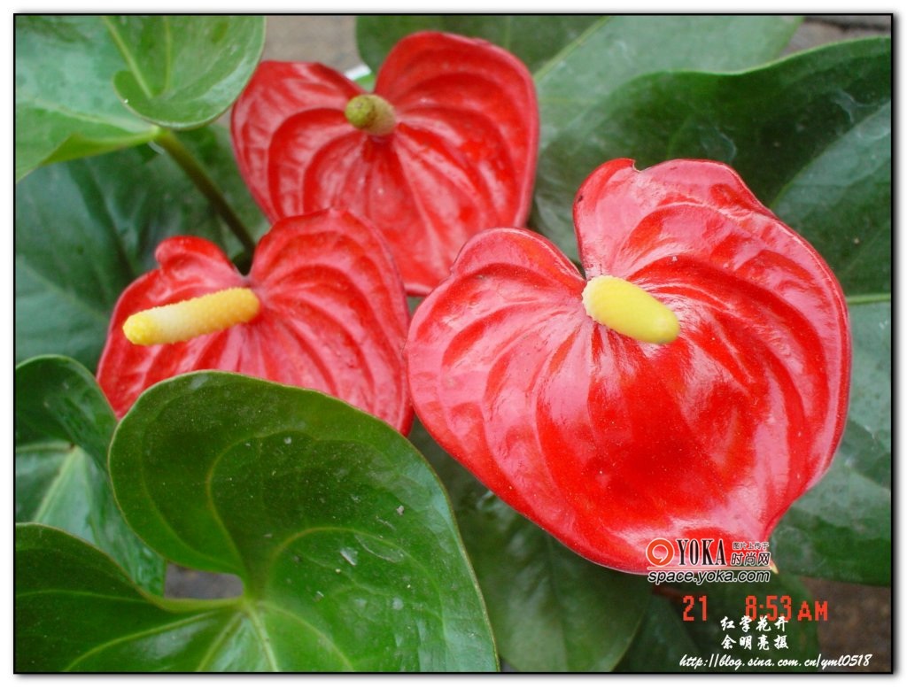  p data-id="gn6pcfwhdl">佛焰花序为天南星科植物所特有,是肉穗花序