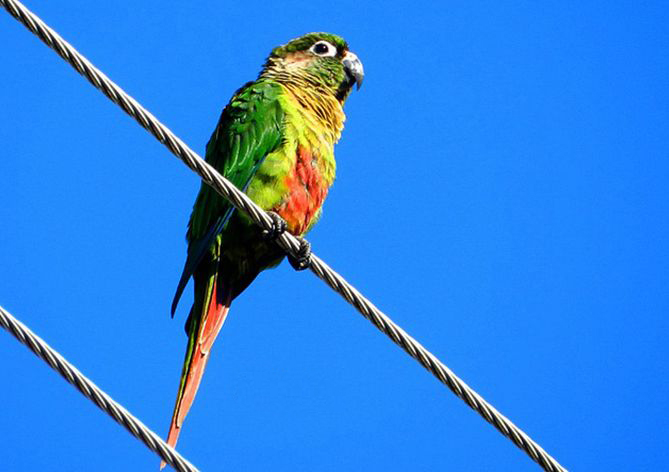  p>红腹锥尾鹦鹉(学名:pyrrhura frontalis )鸟体大部分为绿色,额头