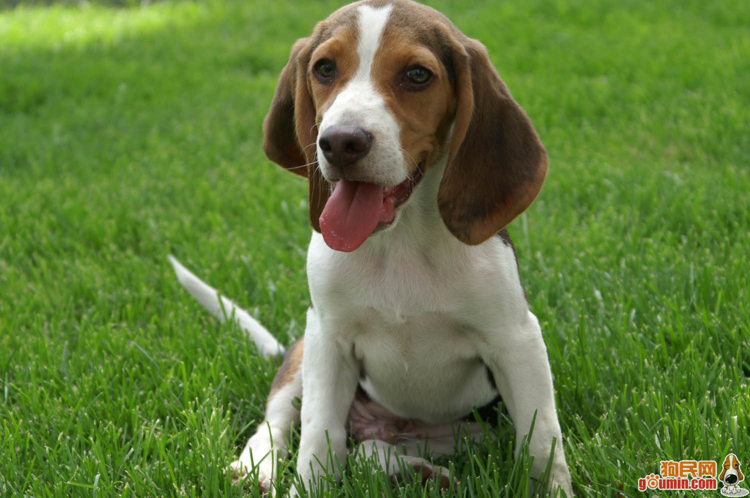  p>米格鲁猎兔犬又称为"比格犬",是世界名犬犬种之一,在分类上属于