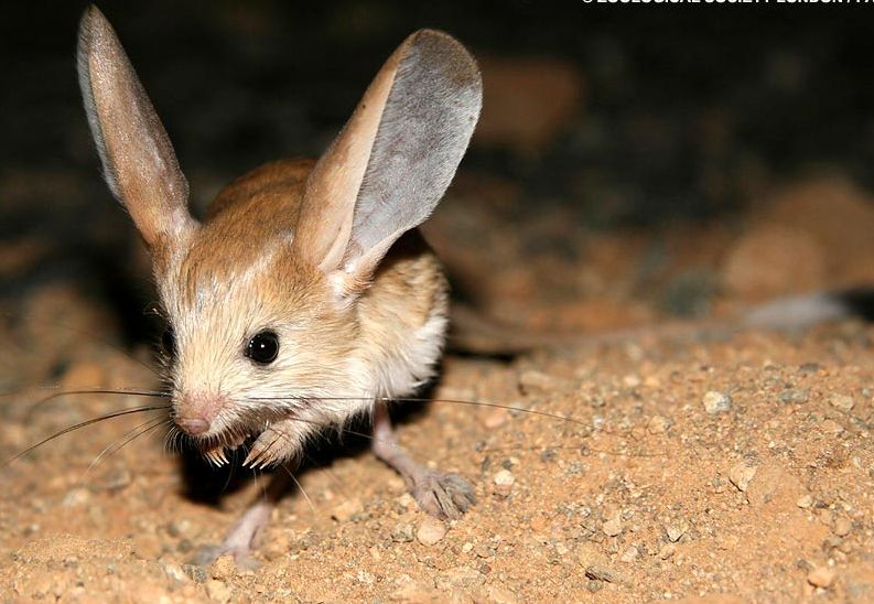 长耳跳鼠
