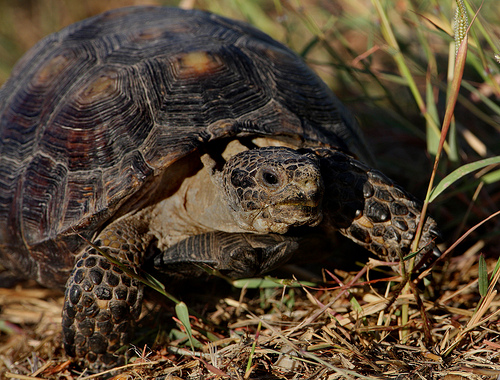 berlandiers tortoise
