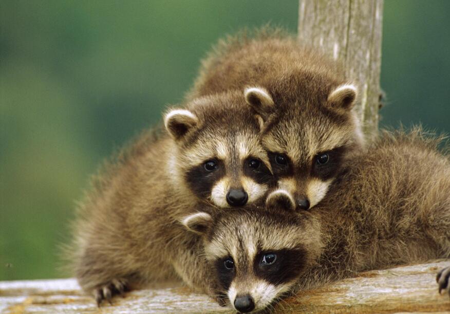  p>獭狸猫(cynogalebennettii),又名 a href="#" data-lemmaid="