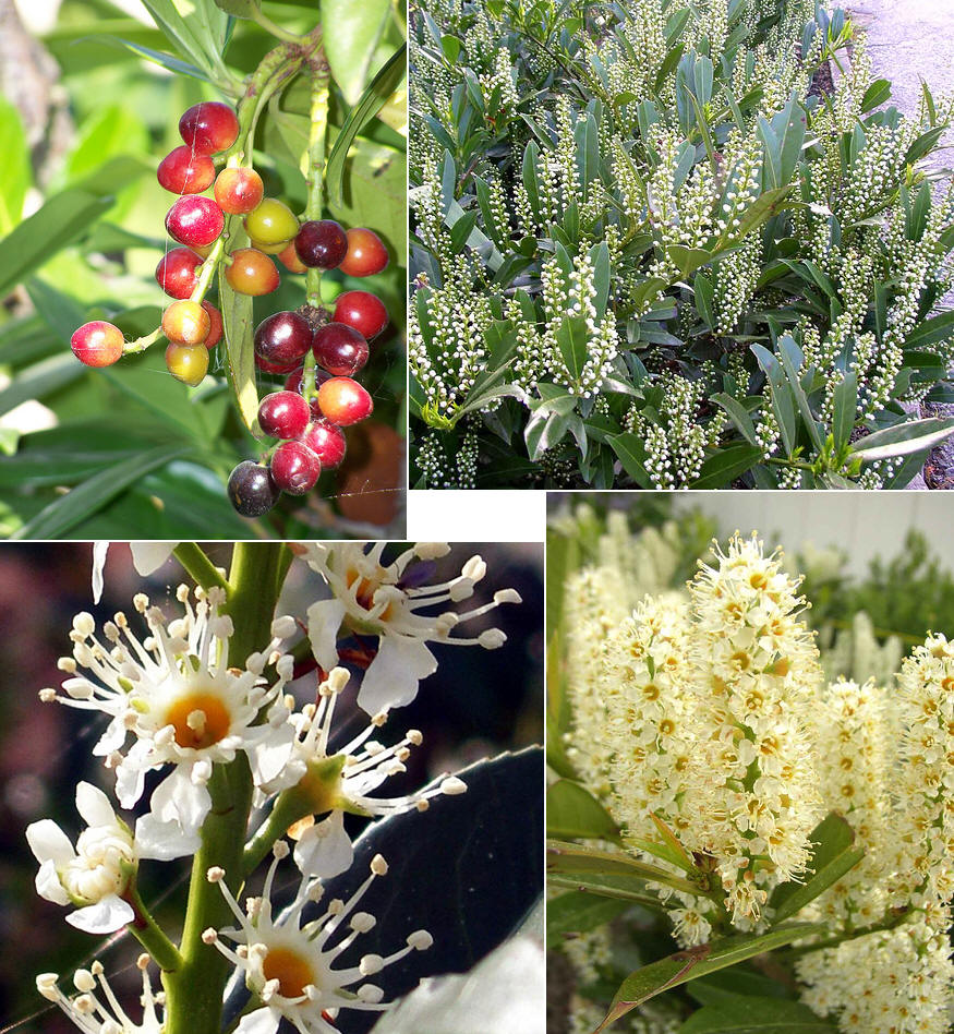 科/1121901" data-lemmaid="1121901">蔷薇科 /a>李属植物,落叶乔木