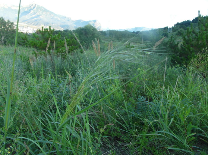  p>长芒草(学名: i>stipa bungeana /i> trin.