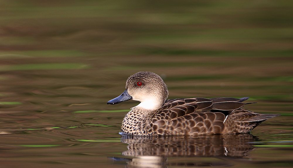 三种灰鸭有的分类系统将其分为一种三亚种(不算已