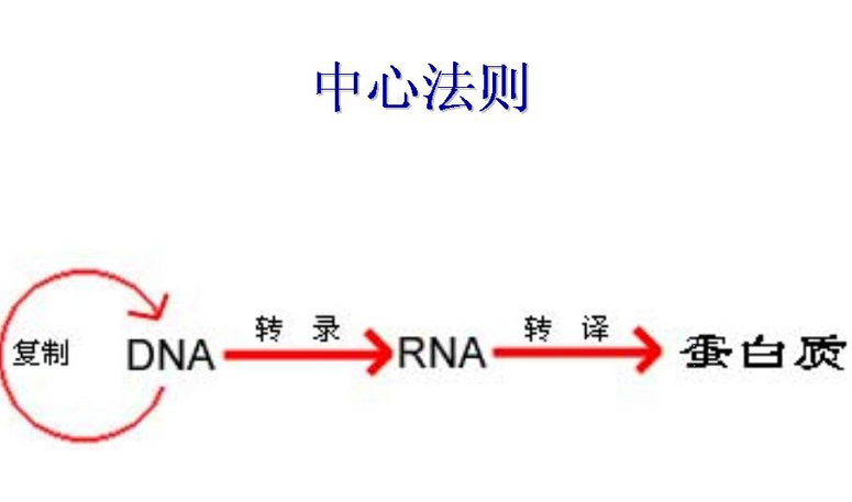  p>中心法则(英语:genetic central dogma),又译成 a target="_blank"