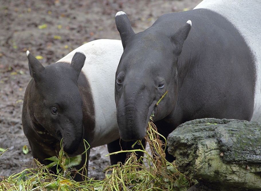  p>貘(学名: i>tapiridae, i>t /i> b> i>apirus /i> /b> /i>):貘科仅