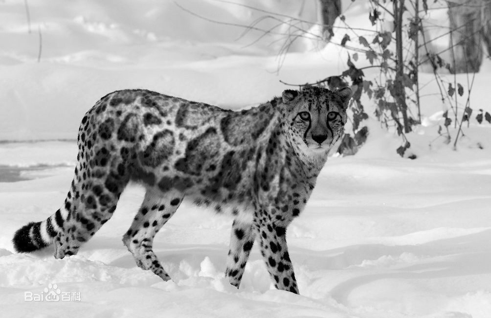 sup data-ctrid="titocvtkvwdt">3 /sup>读作猰(yà,jiá或qiè),猰貐